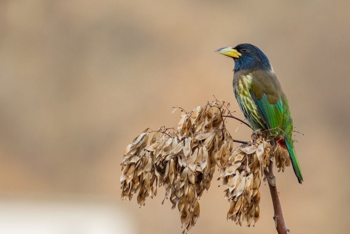barbet velký - ML194678271