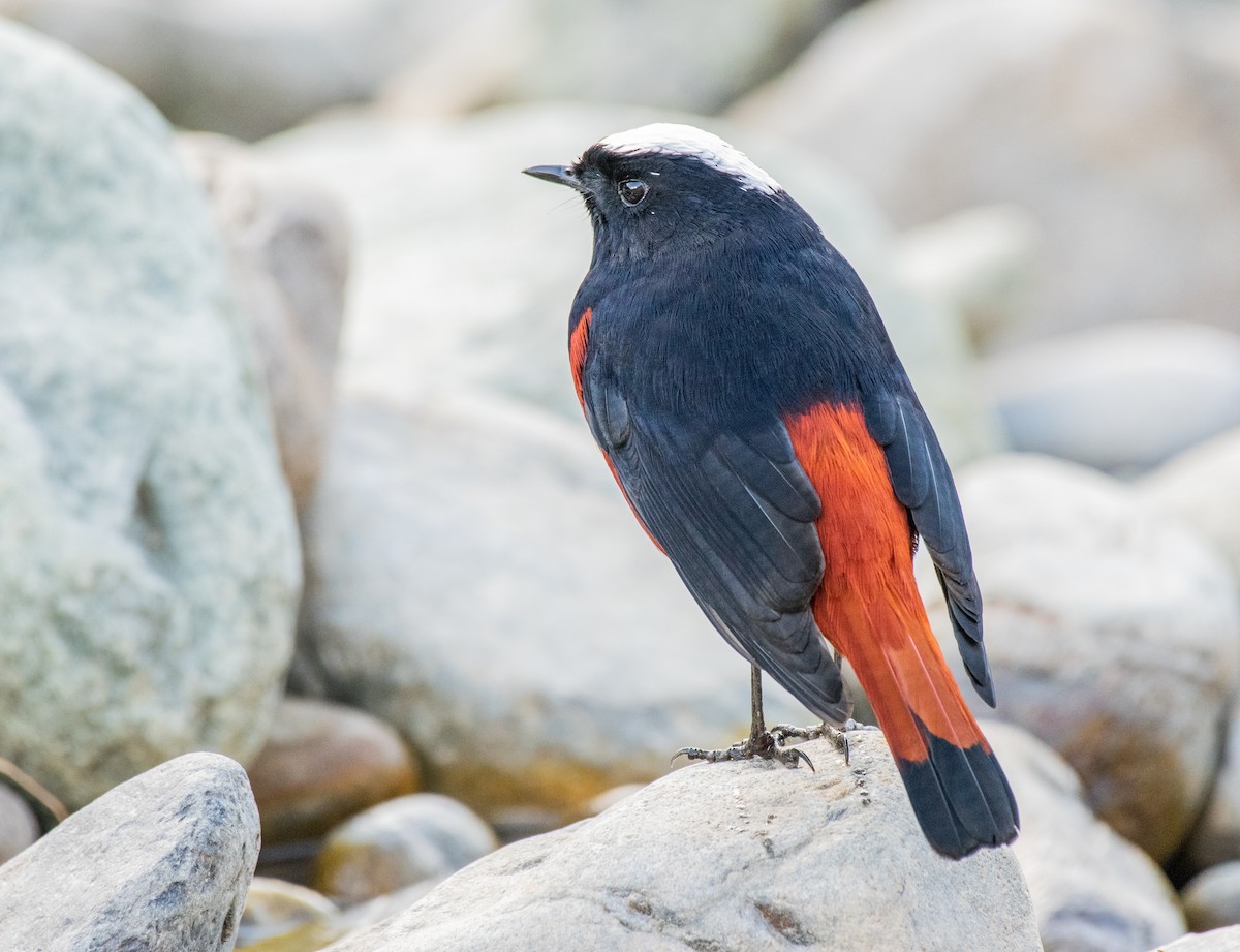 White-capped Redstart - Dr. Pankaj Chibber