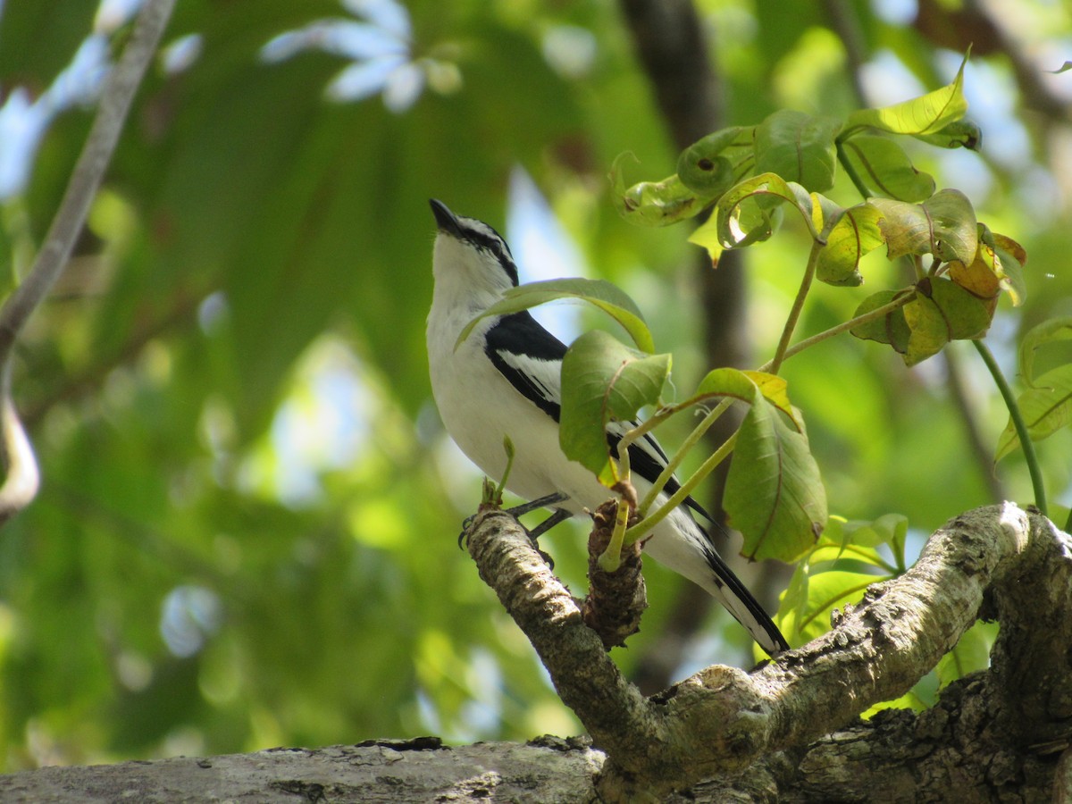 White-rumped Triller - Alif Lutfi