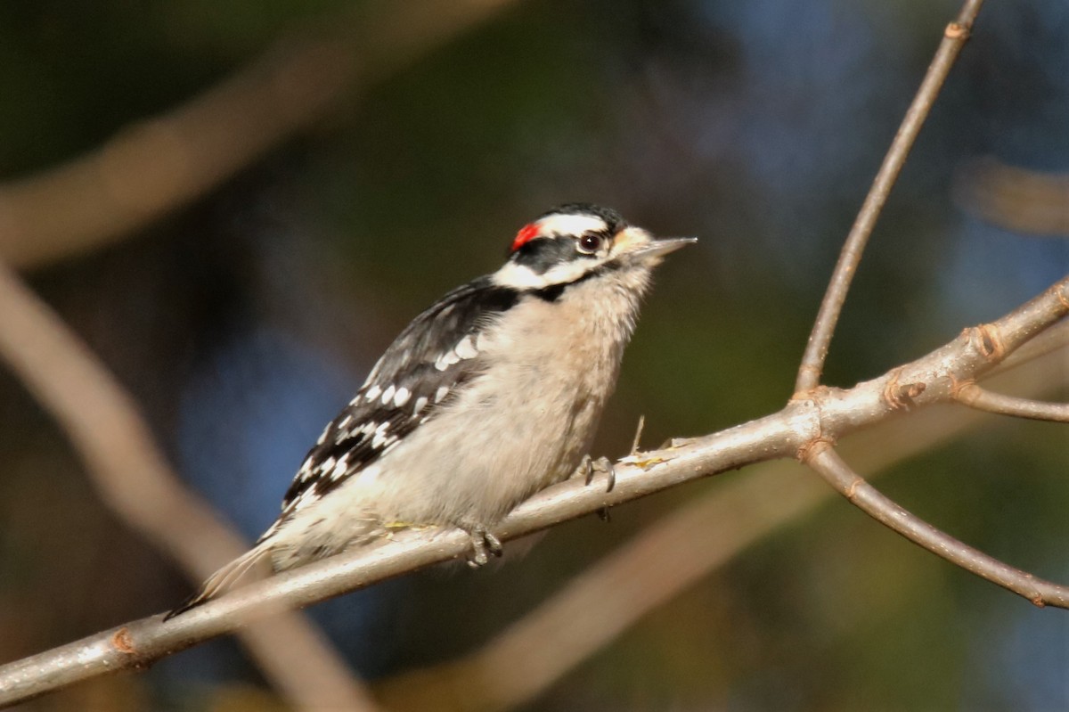 Downy Woodpecker - ML194680131