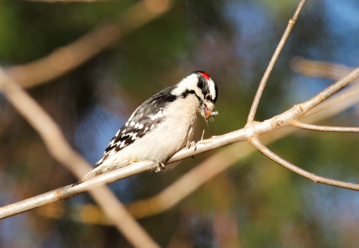 Downy Woodpecker - ML194680161