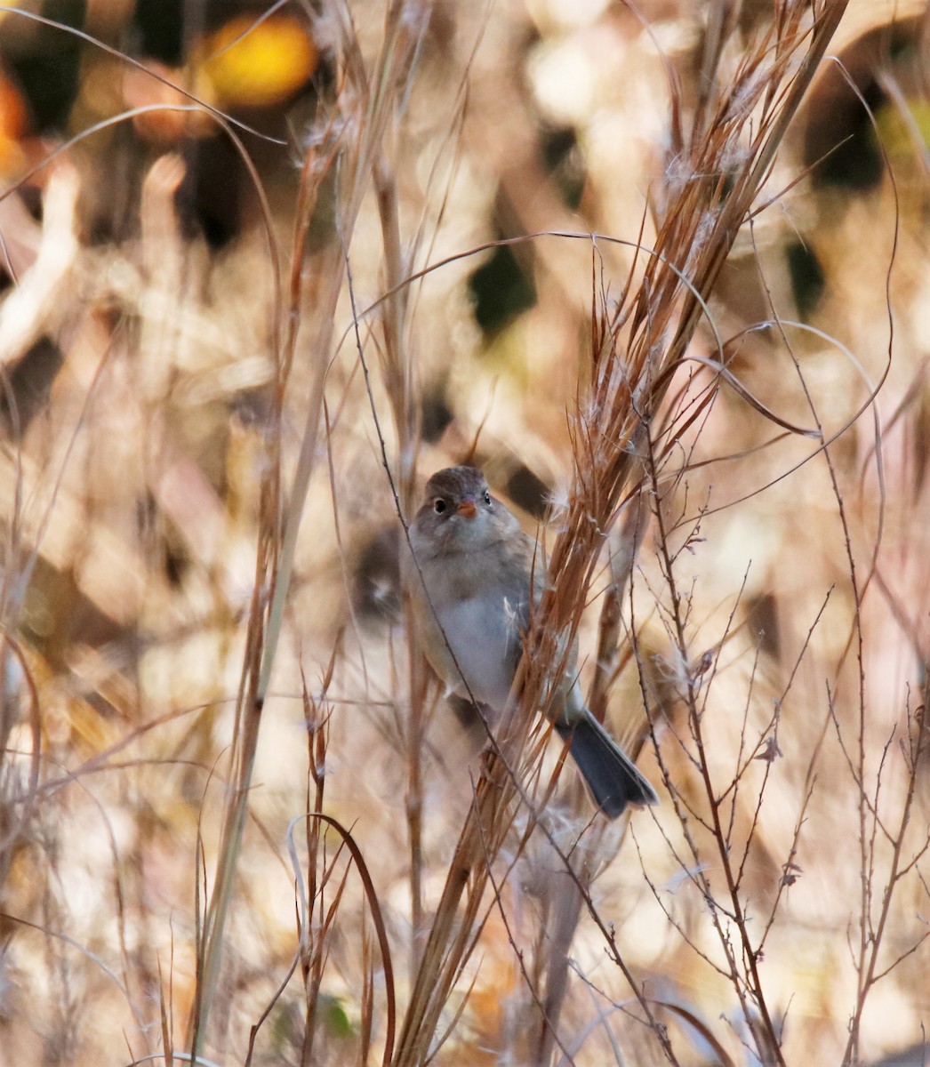 Field Sparrow - ML194681151