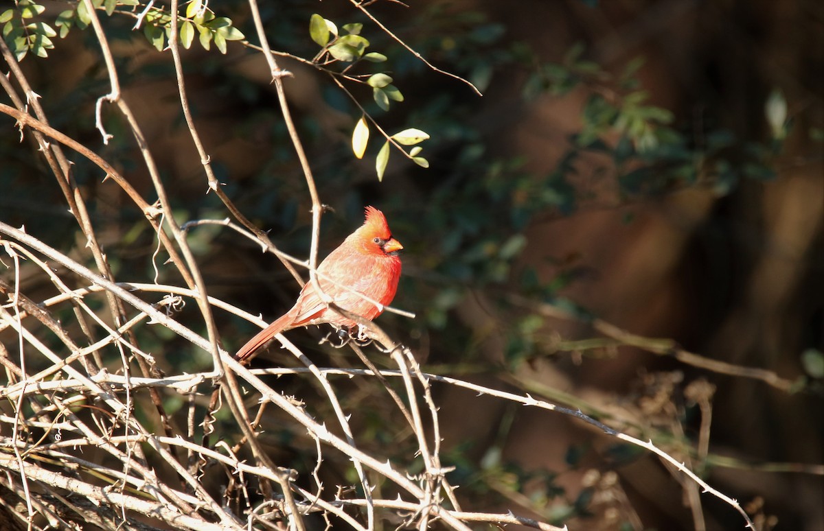 Northern Cardinal - Mary Erickson