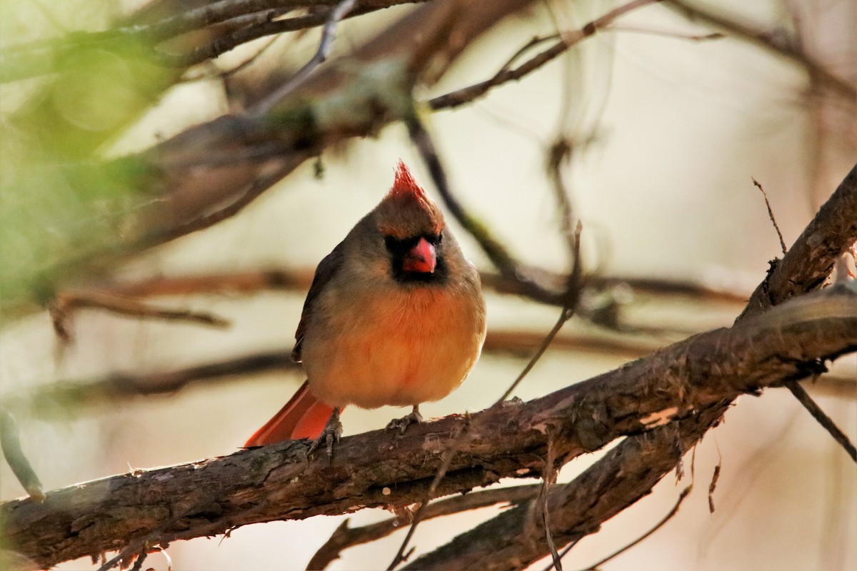 Northern Cardinal - Mary Erickson