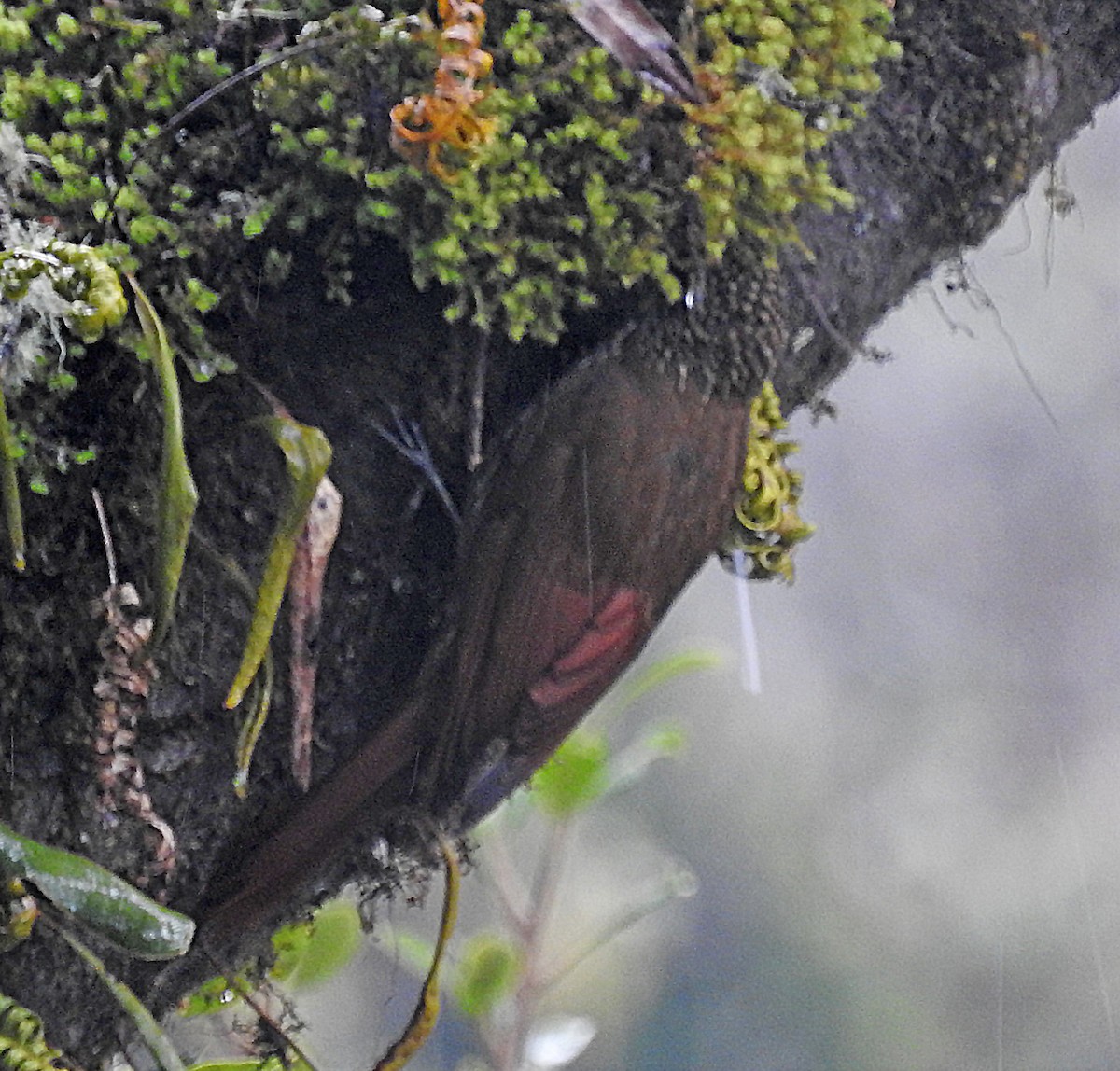 Spot-crowned Woodcreeper - ML194681971