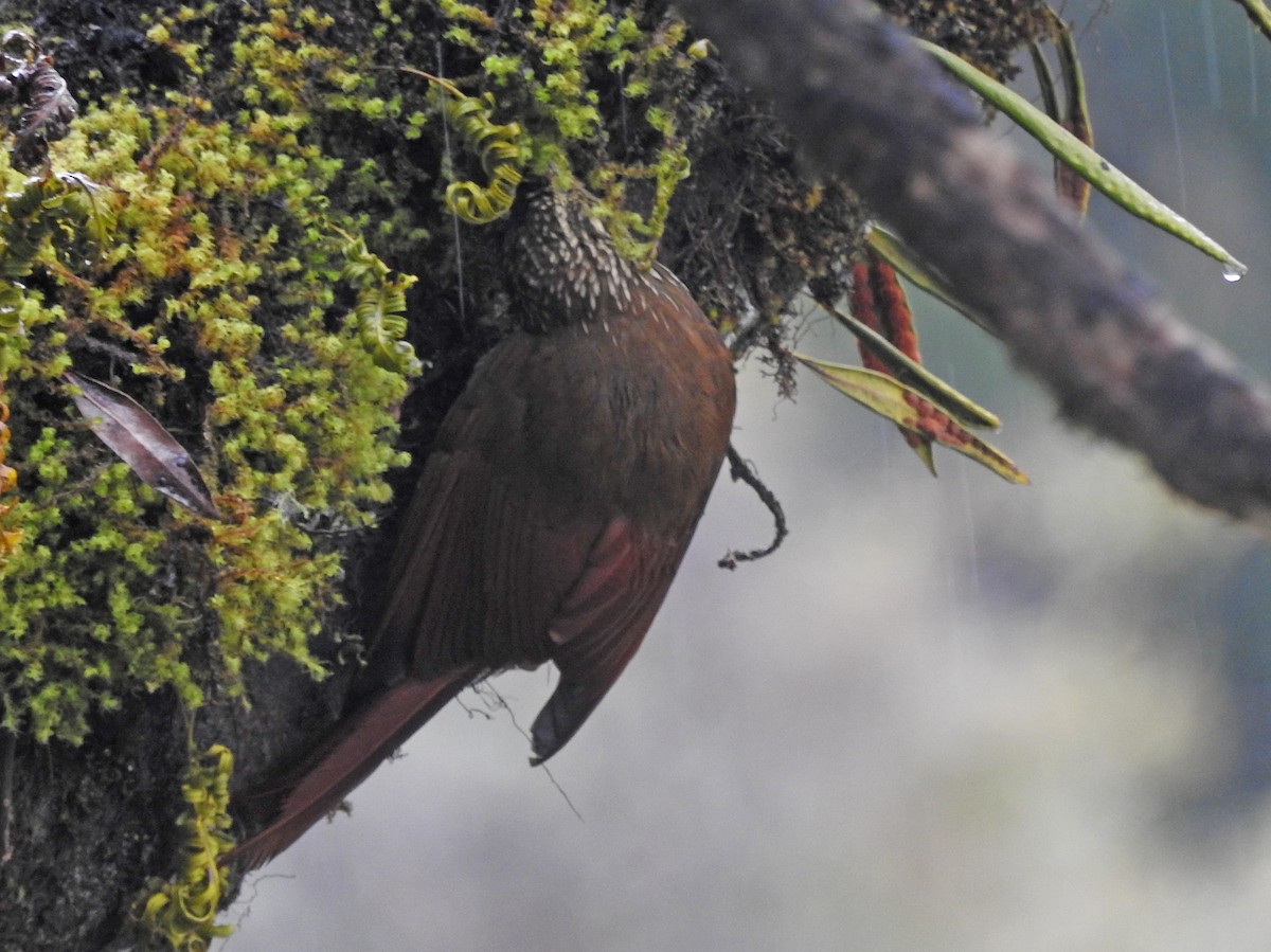 Spot-crowned Woodcreeper - ML194681991