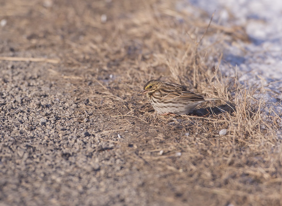 Savannah Sparrow - ML194682761