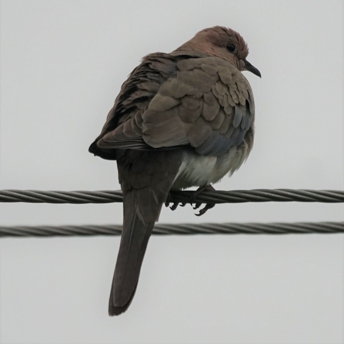 Laughing Dove - ML194683481