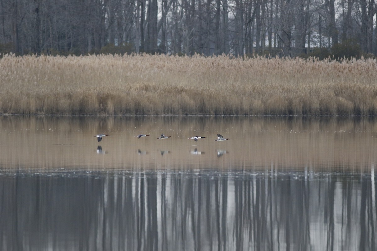 Common Merganser - ML194683681