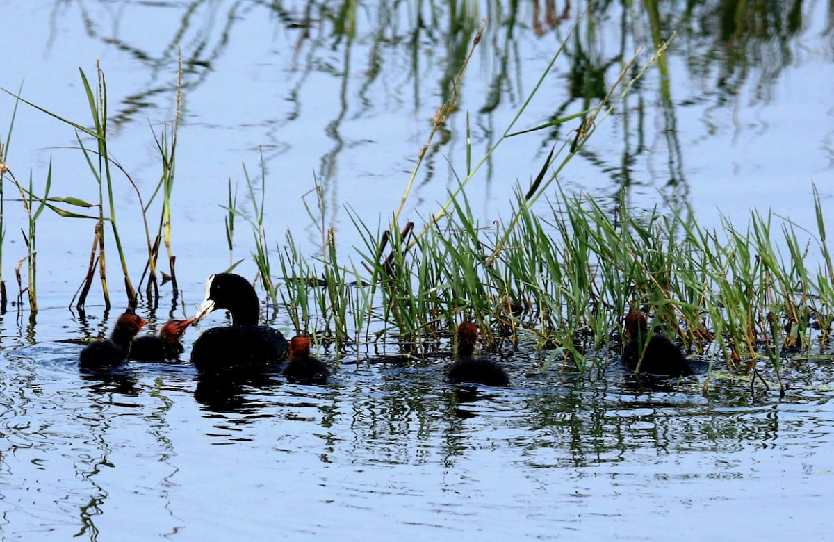 Eurasian Coot - ML194683881