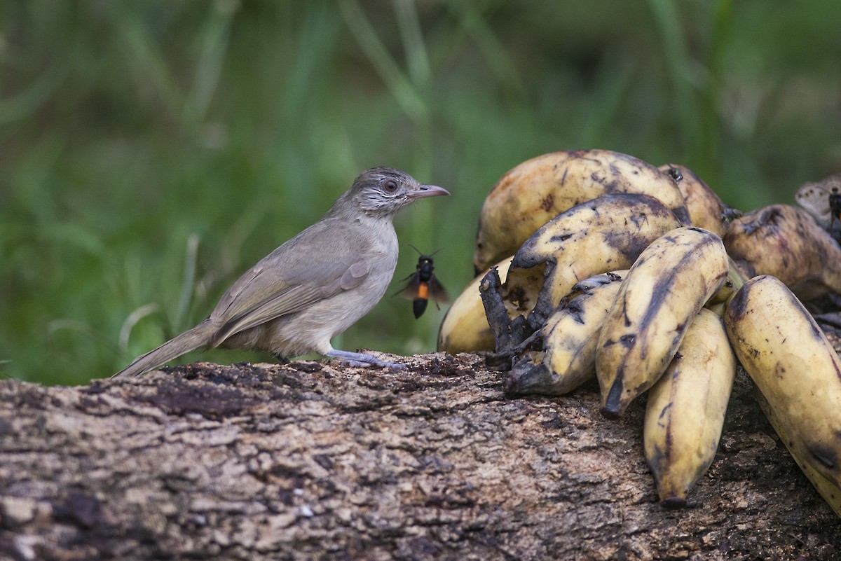 Ayeyarwady Bulbul - Wachara  Sanguansombat