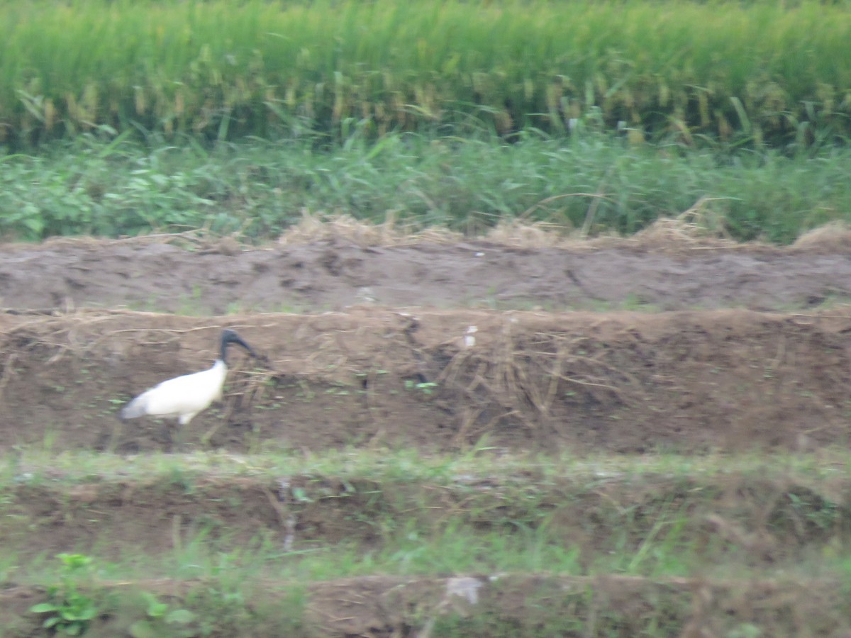 ibis černohlavý - ML194685311