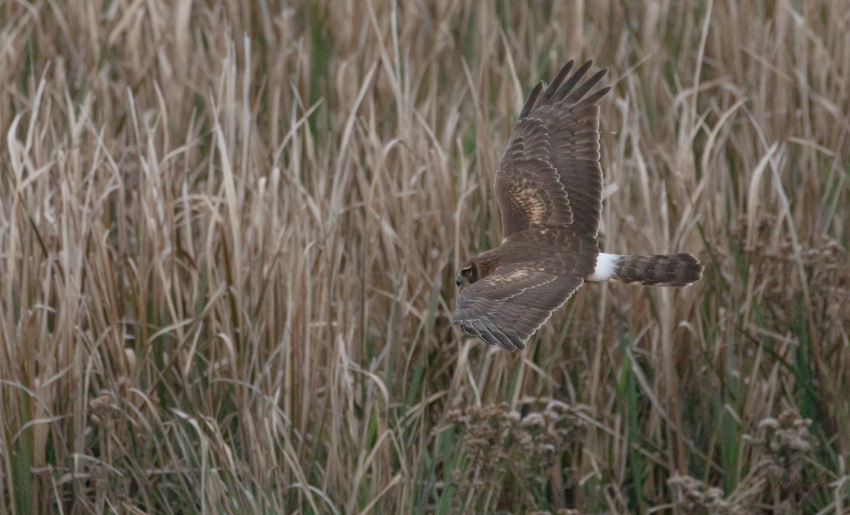 Northern Harrier - ML194686141