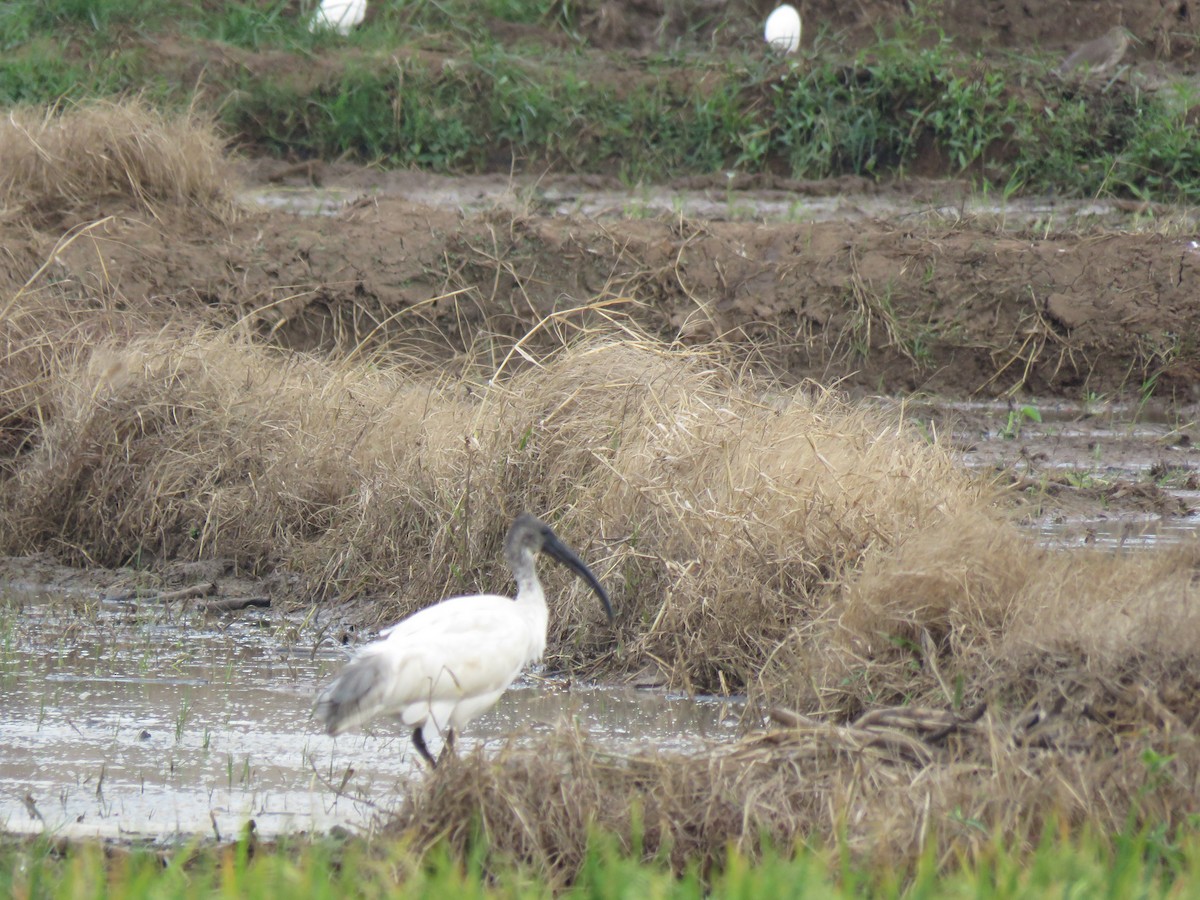 ibis černohlavý - ML194687991