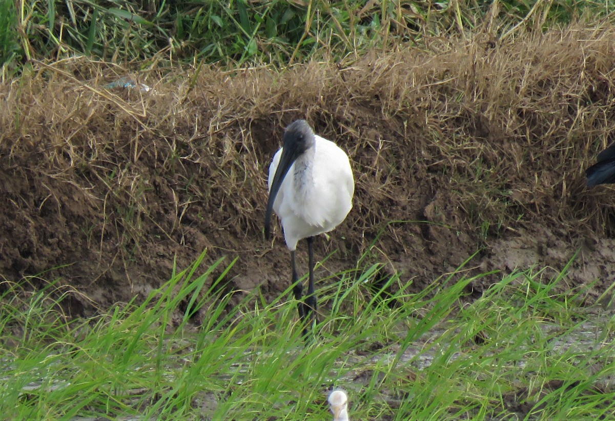 ibis černohlavý - ML194688901