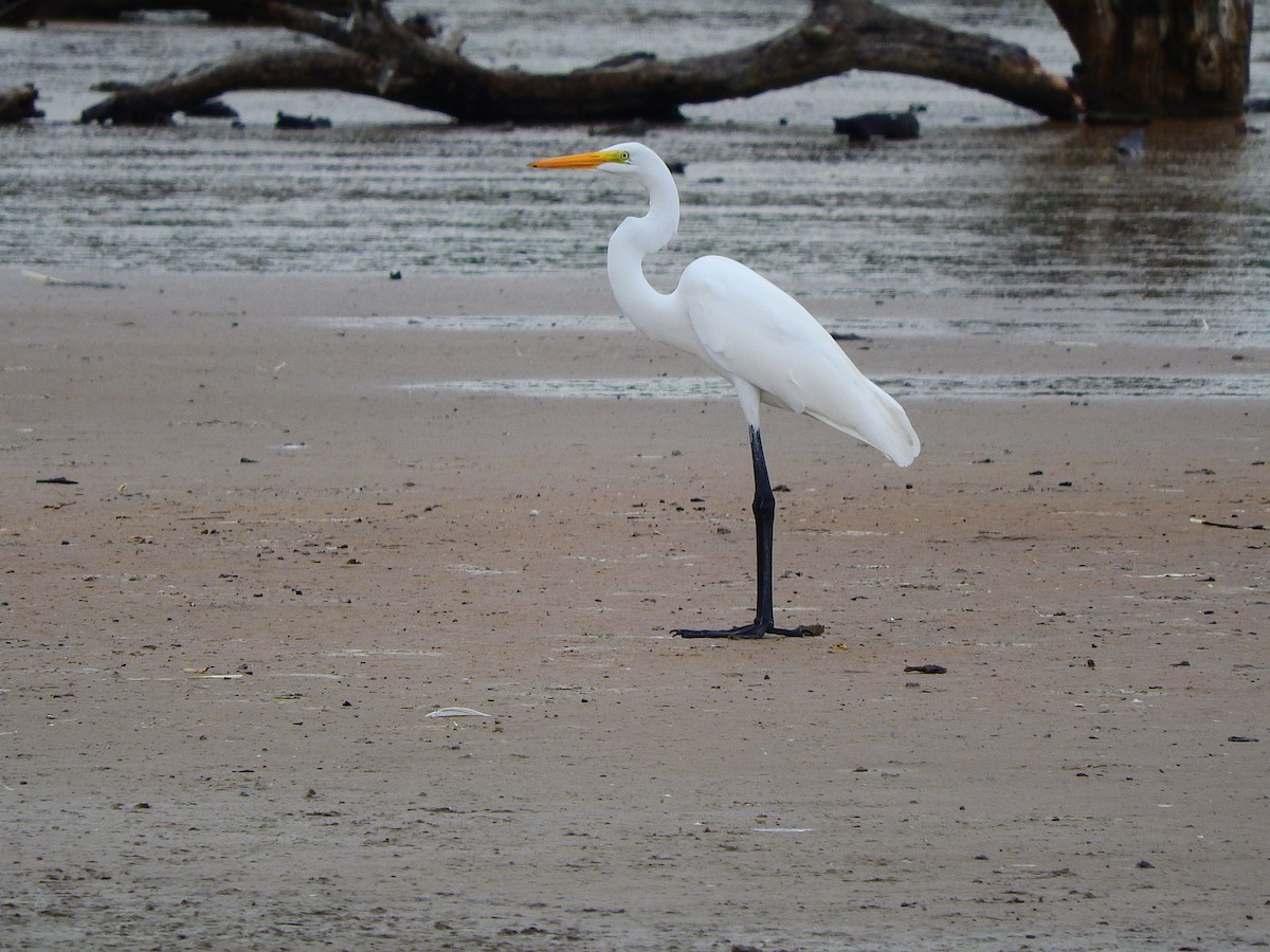 Great Egret - ML194689651