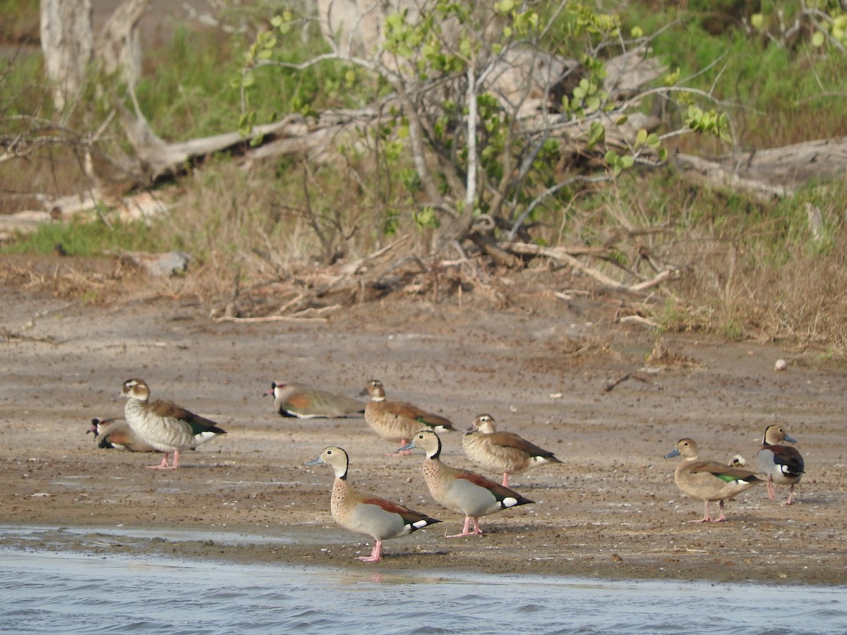 Ringed Teal - Luis Recalde