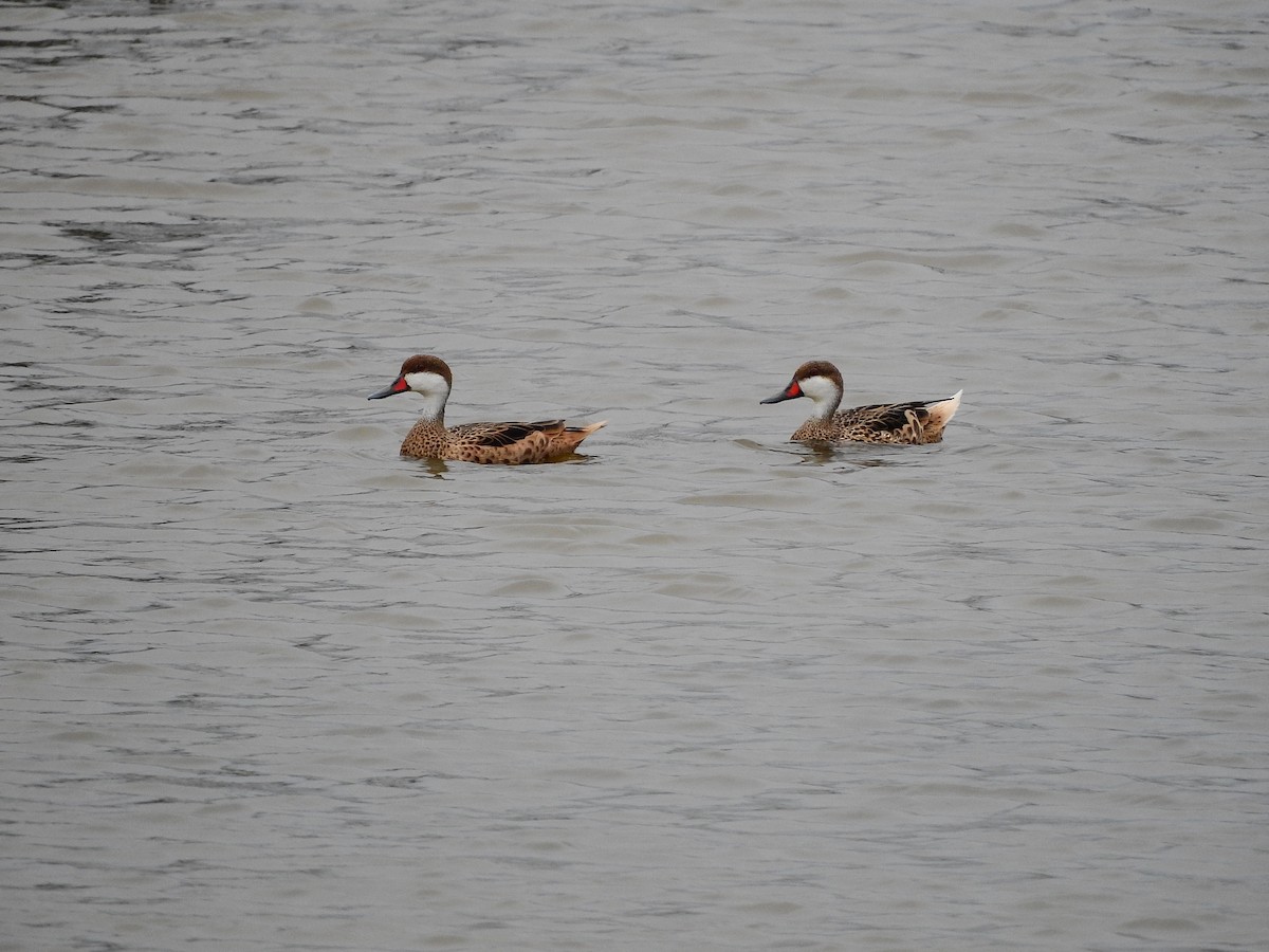 White-cheeked Pintail - ML194690171