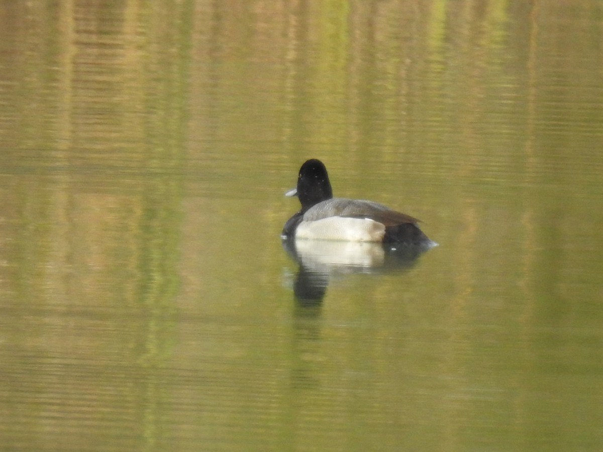 Lesser Scaup - David Booth