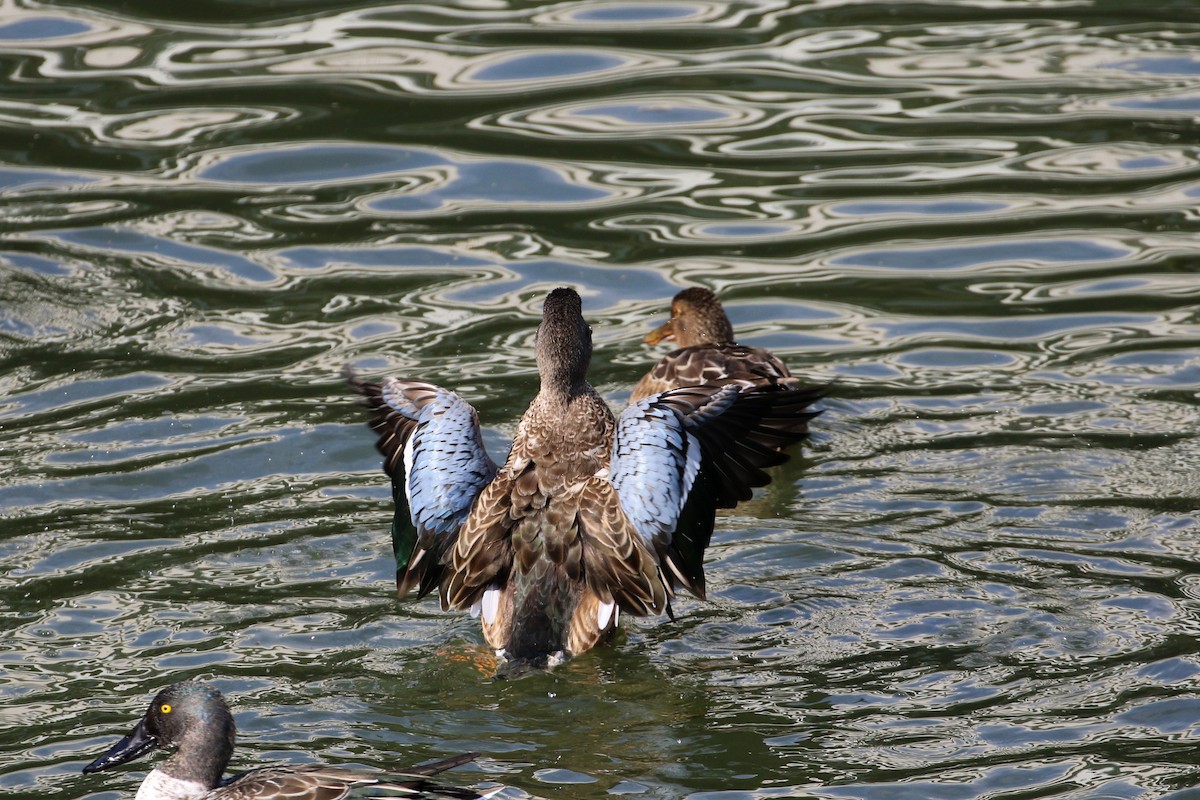 Northern Shoveler - Atsushi Shimazaki