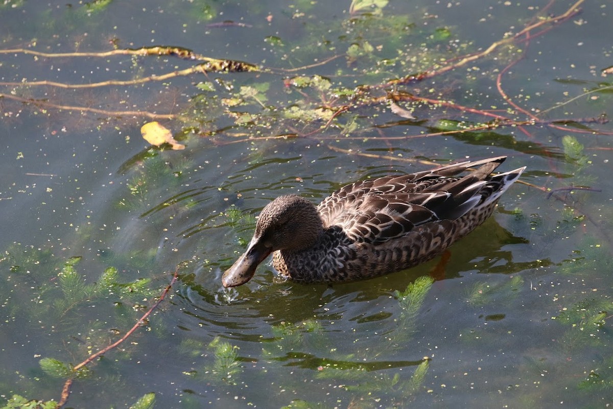 Northern Shoveler - ML194690751