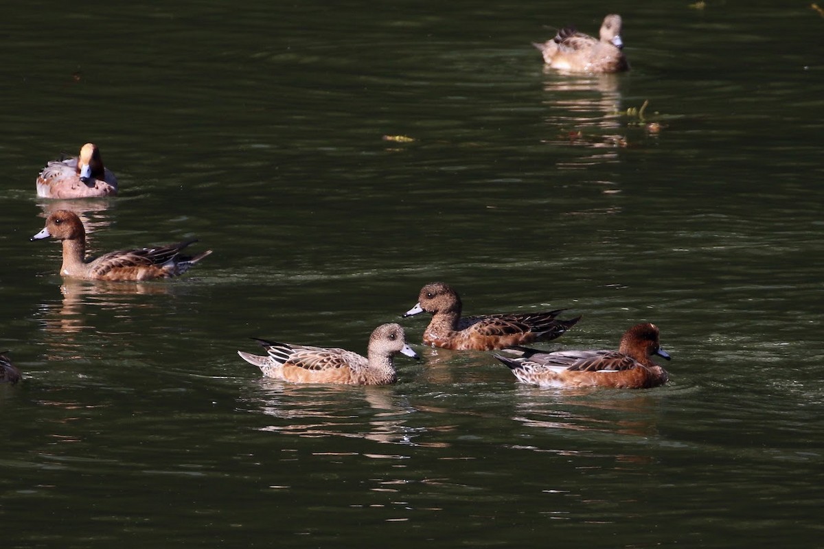 Eurasian x American Wigeon (hybrid) - Atsushi Shimazaki