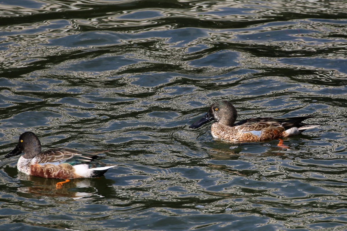 Northern Shoveler - ML194690781