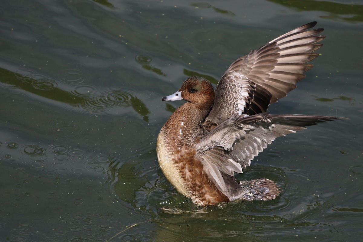 Eurasian Wigeon - Atsushi Shimazaki