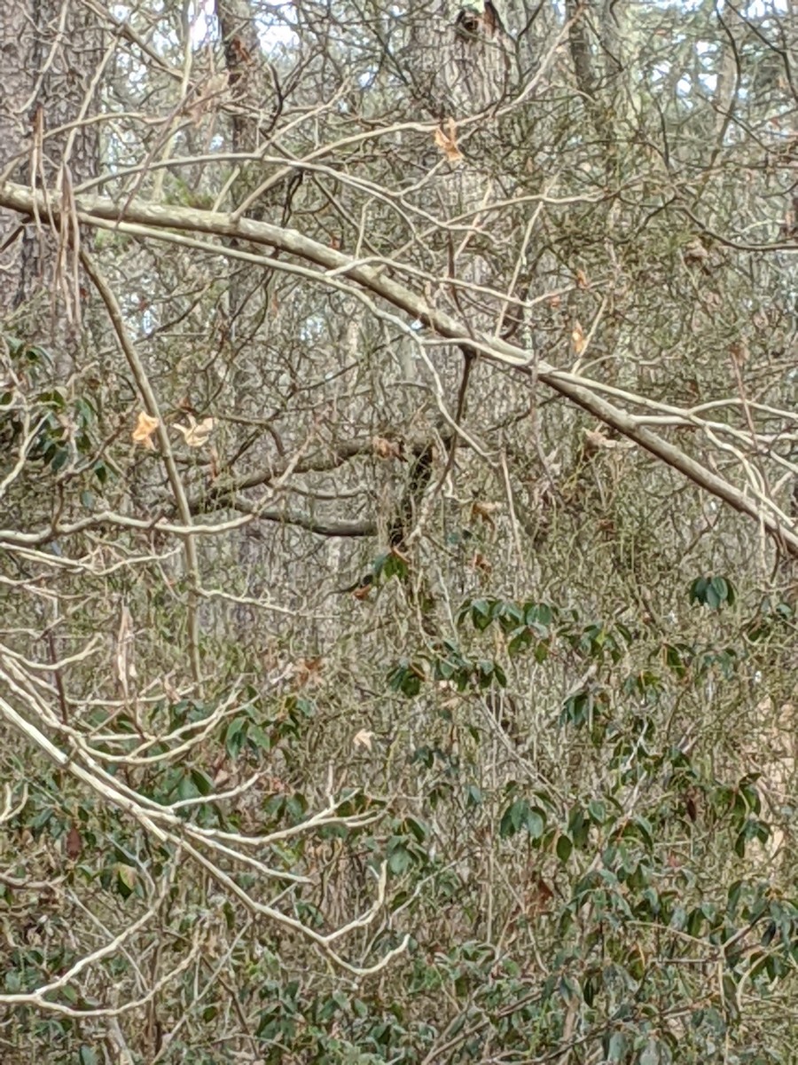 Eastern Towhee - ML194691971