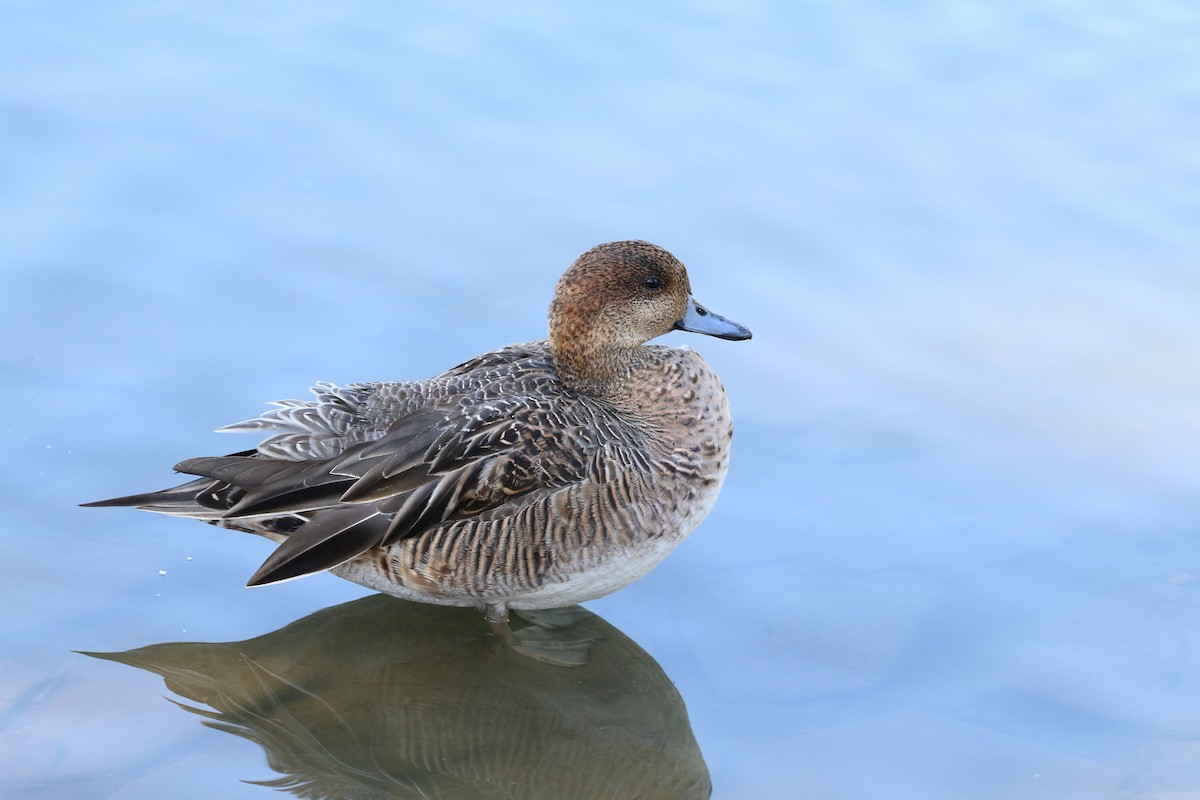 Eurasian Wigeon x Northern Pintail (hybrid) - Atsushi Shimazaki