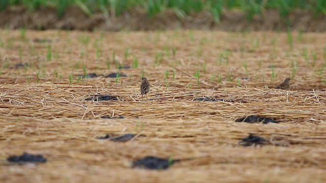 Richard's/Blyth's Pipit - ML194692201