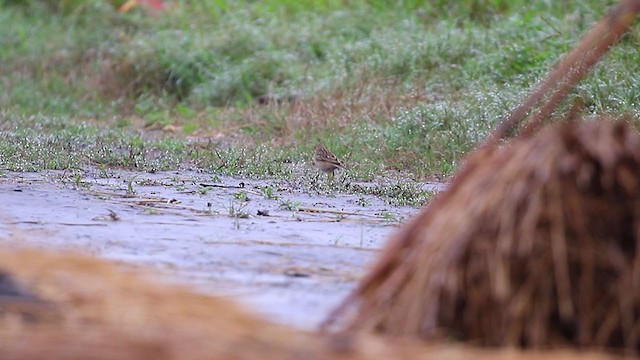 Richard's/Blyth's Pipit - ML194692481