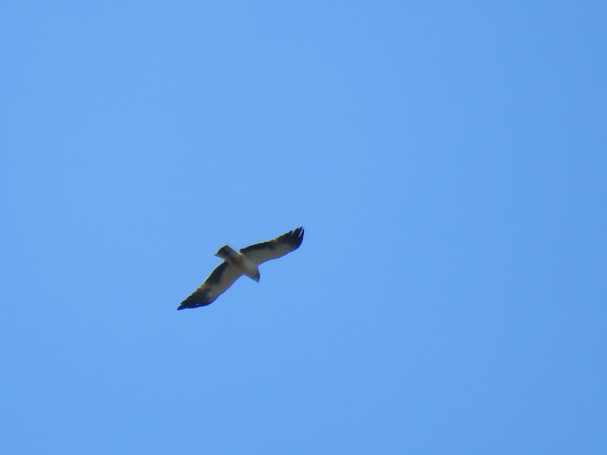 Booted Eagle - ML194693491