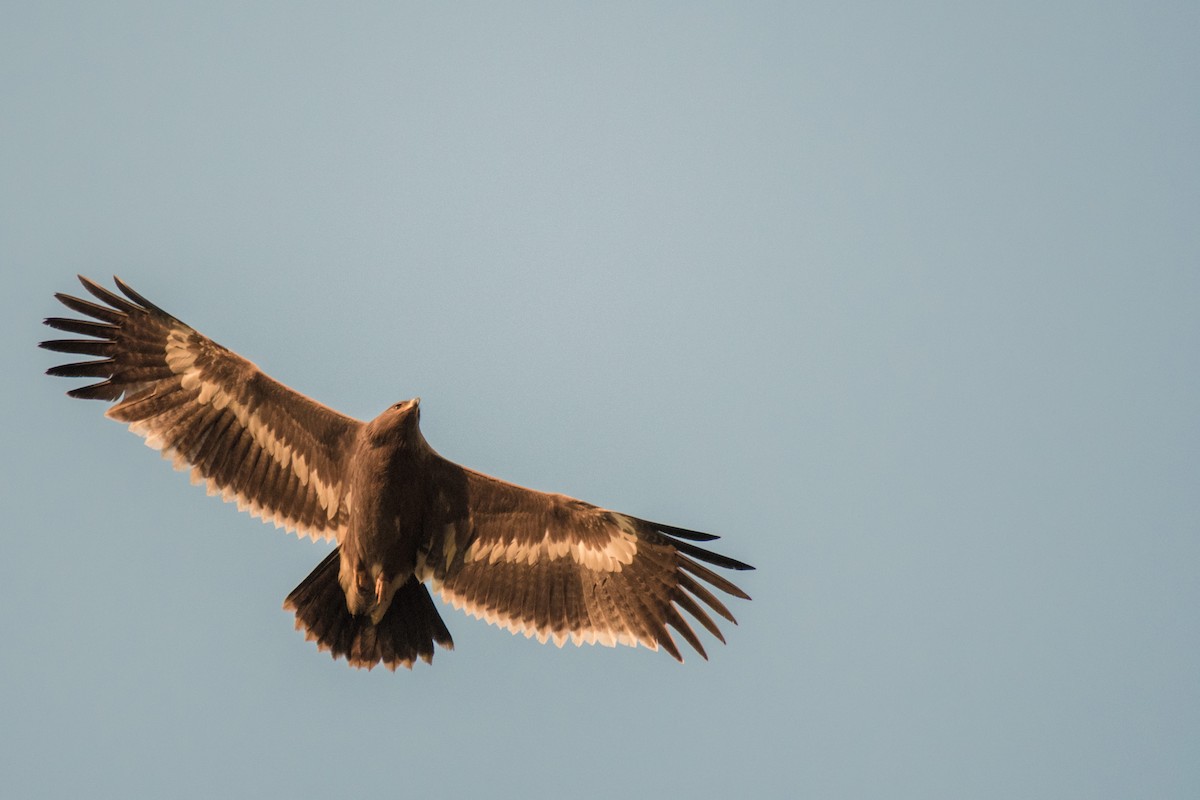 Steppe Eagle - ML194693801