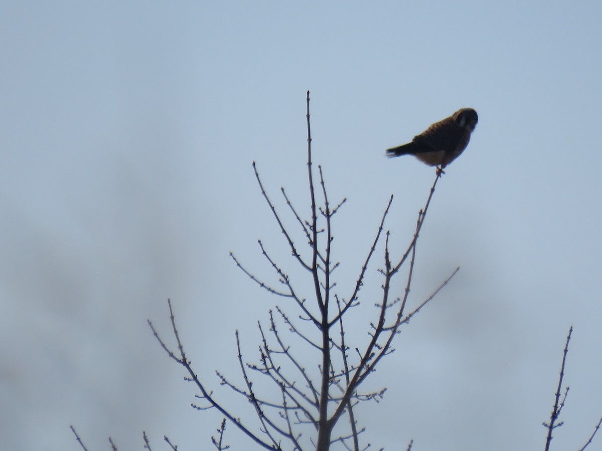 American Kestrel - ML194694011