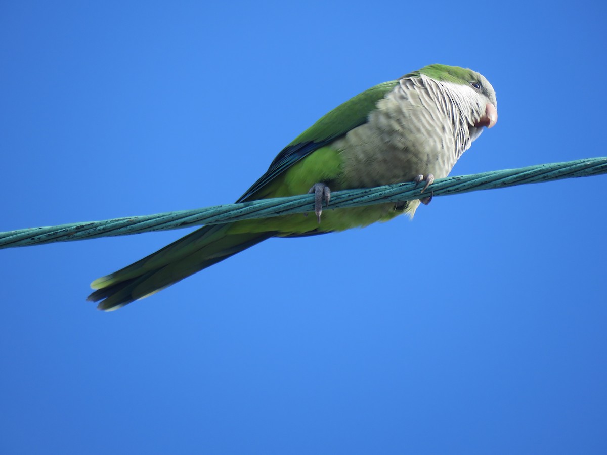 Monk Parakeet - ML194694311