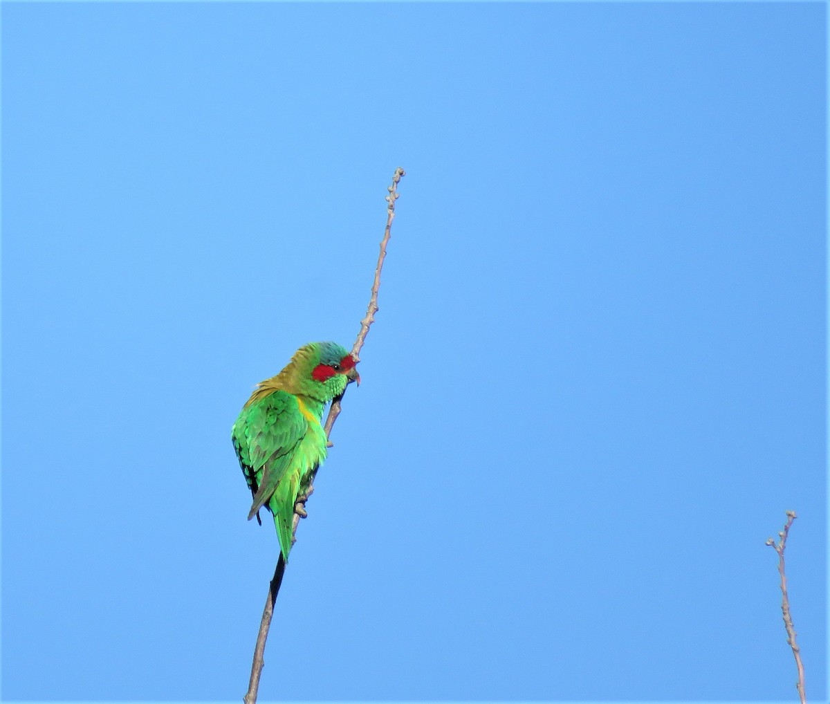 Musk Lorikeet - ML194694361