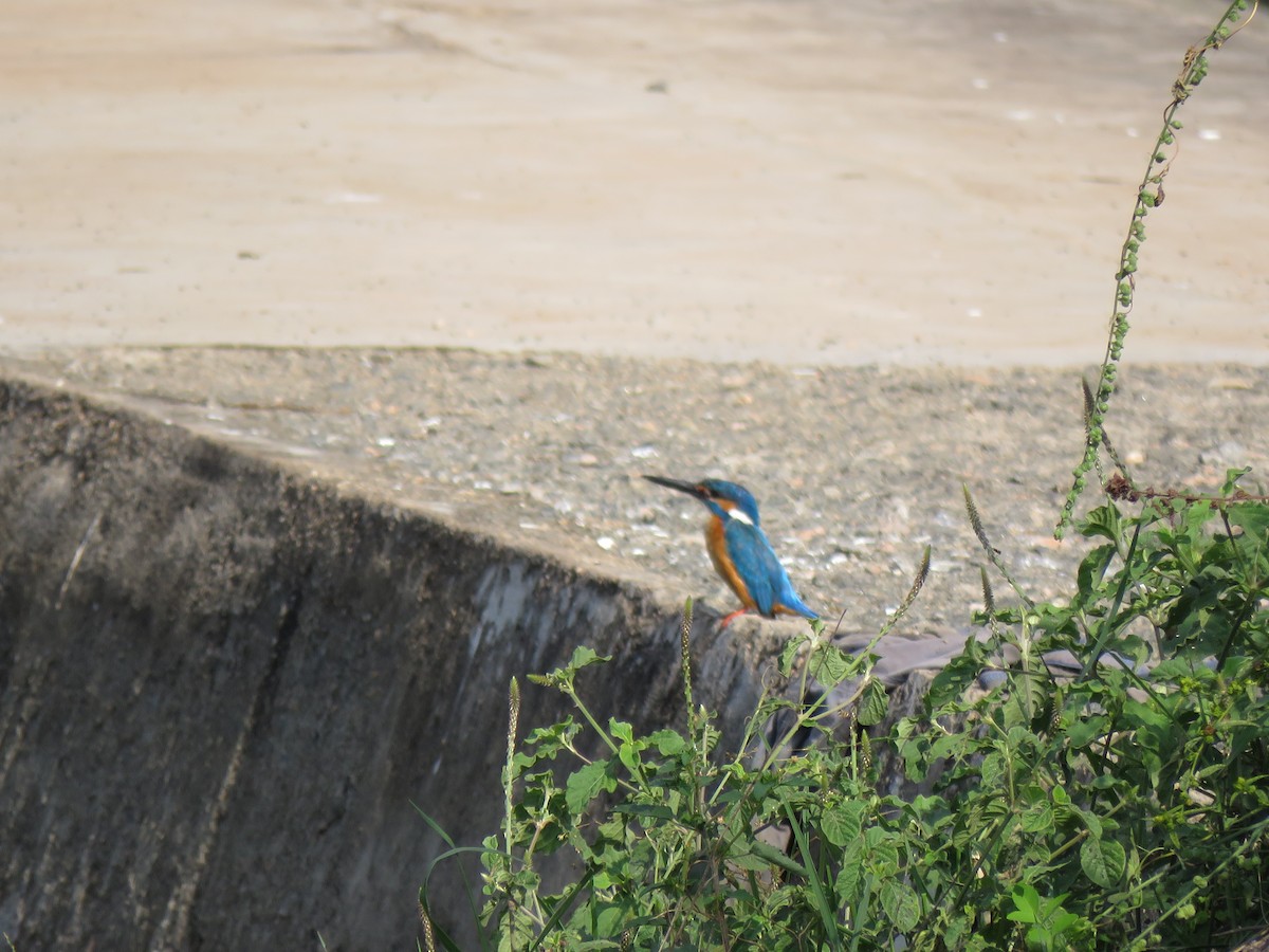 Common Kingfisher - ML194694751