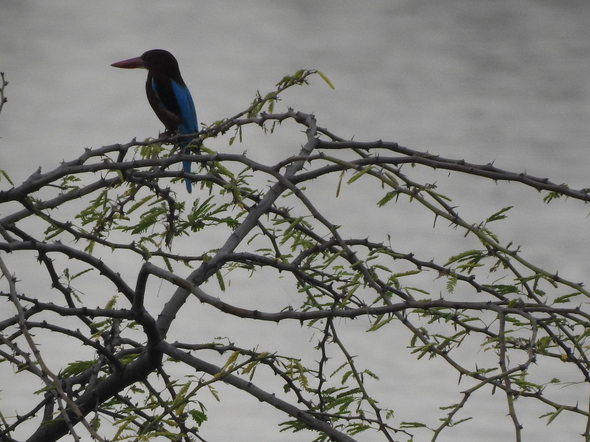 White-throated Kingfisher - ML194695451