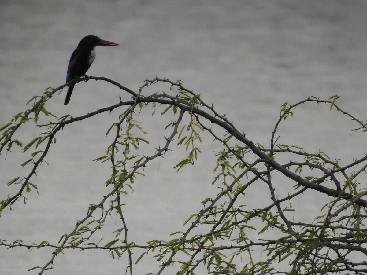 White-throated Kingfisher - ML194695471