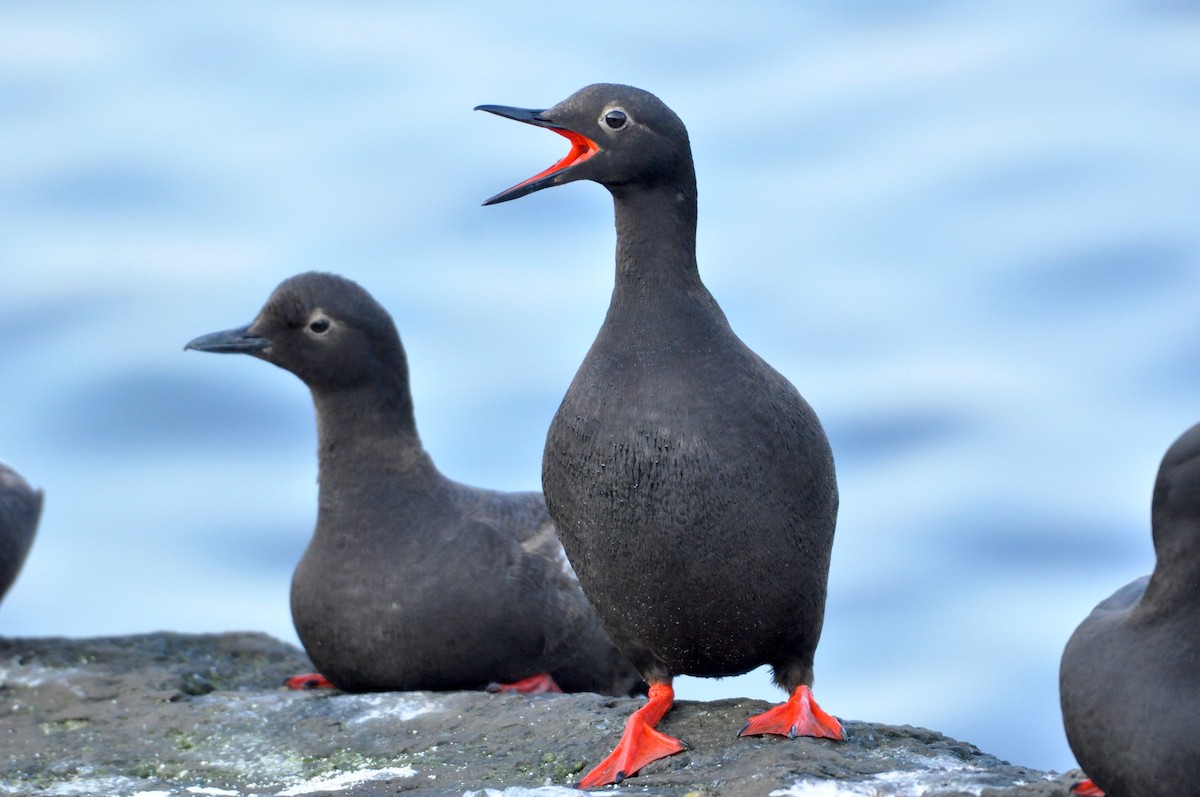 Pigeon Guillemot - ML194695571