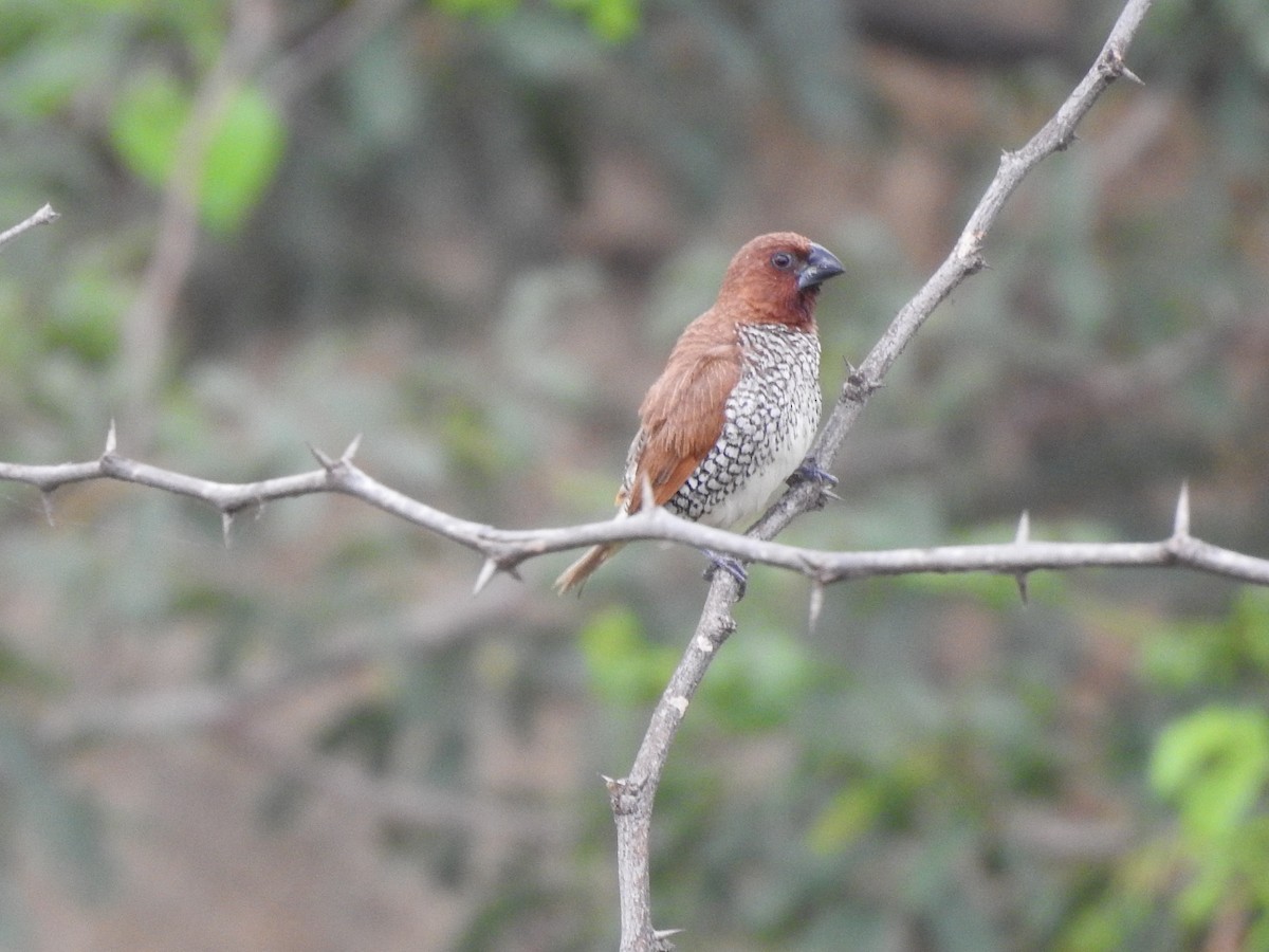 Scaly-breasted Munia - ML194695581