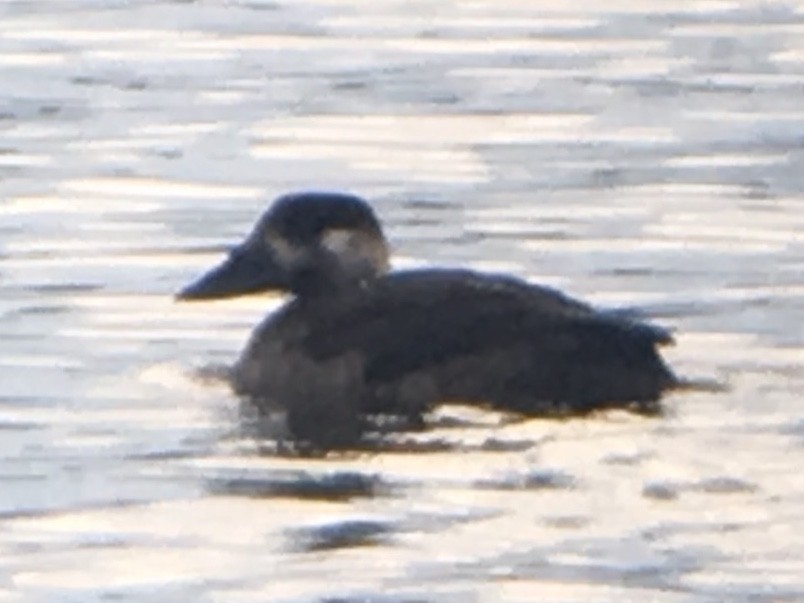 Surf Scoter - Tristan Herwood