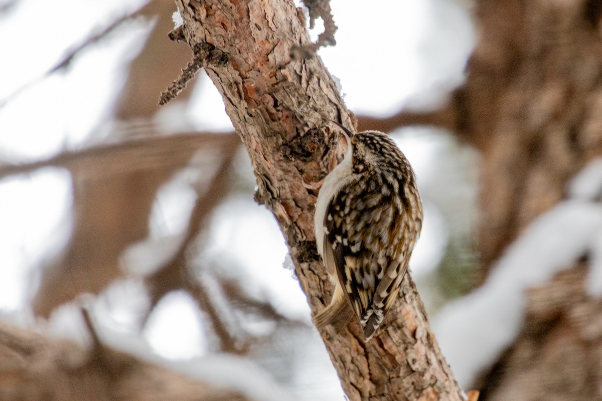 Brown Creeper - ML194697951