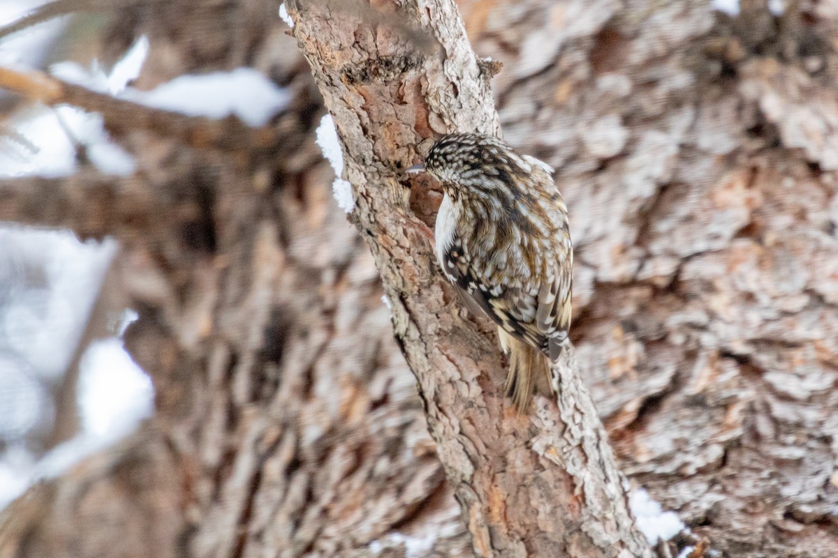 Brown Creeper - ML194697961