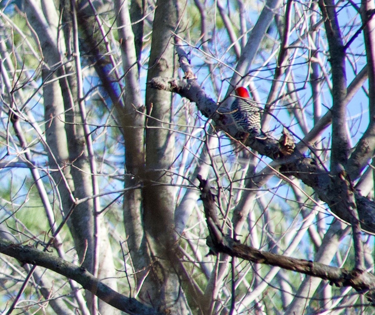 Red-bellied Woodpecker - Beth Miller