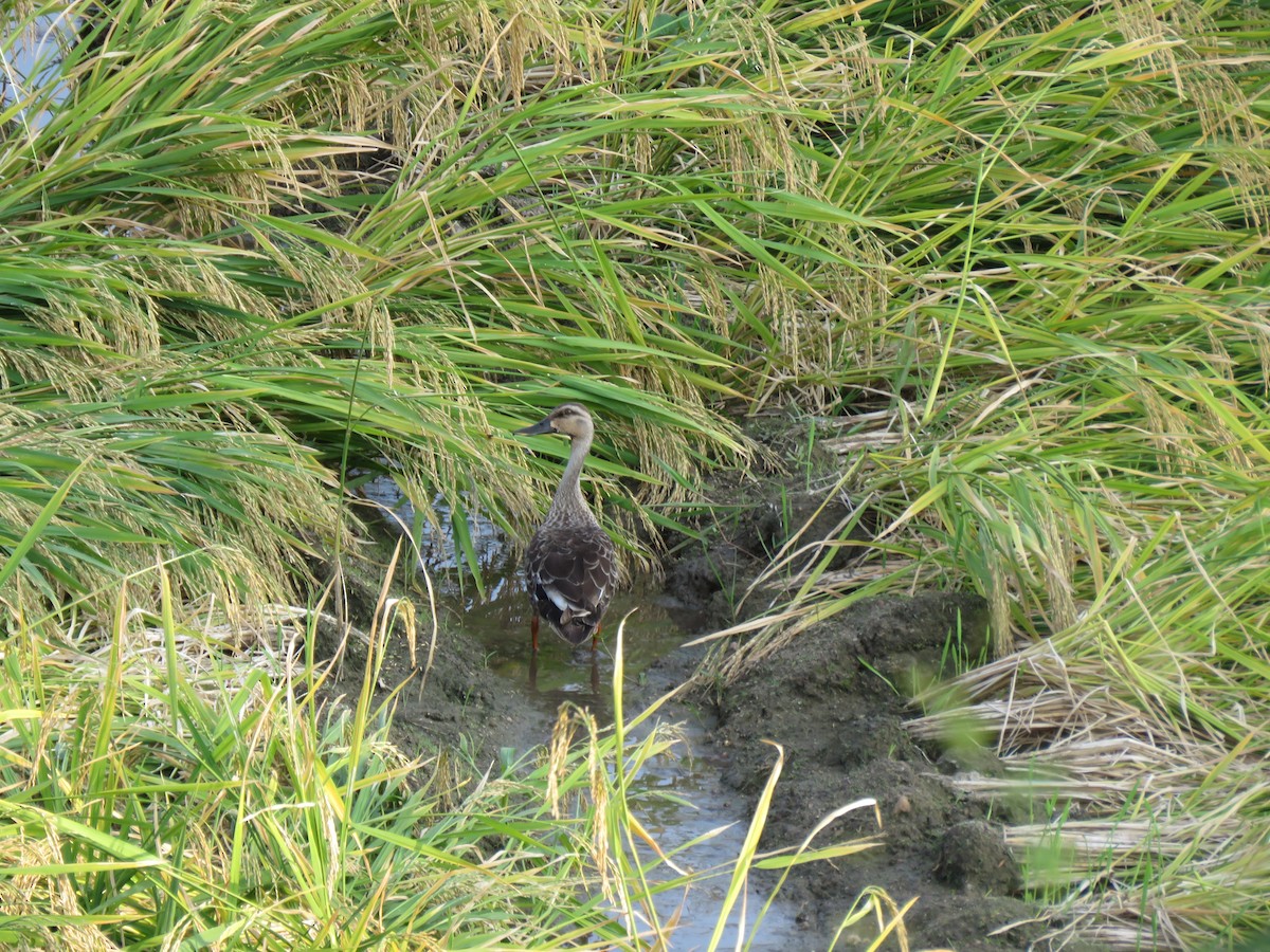 Indian Spot-billed Duck - ML194698631