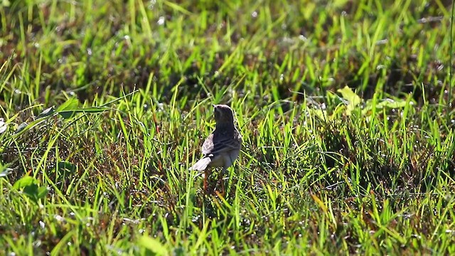 Richard's Pipit - ML194698941