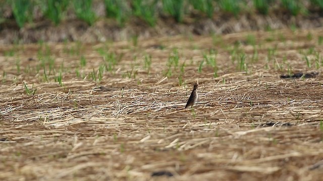 Richard's Pipit - ML194699111