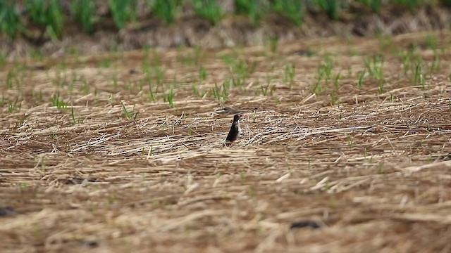 Richard's Pipit - ML194699121